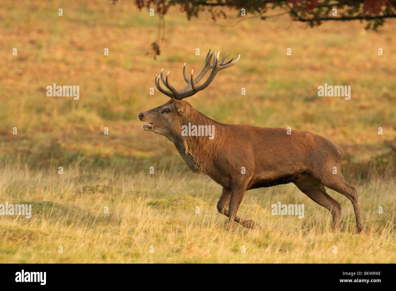 a powerful red deer stag races to chase off an intruder Stock Photo