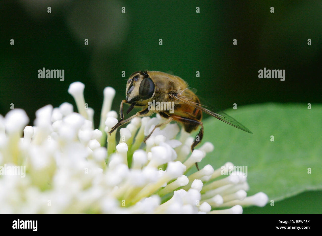 Bee on white Buddleia (Buddleja) flower Stock Photo