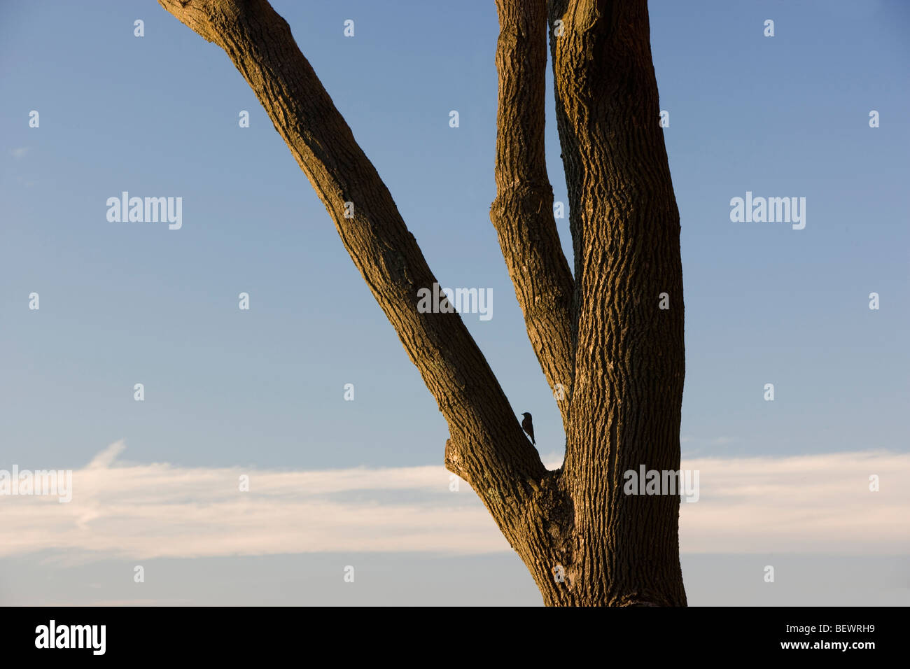 Small Woodpecker perched on a limb of a Maple tree in Vermont Stock Photo