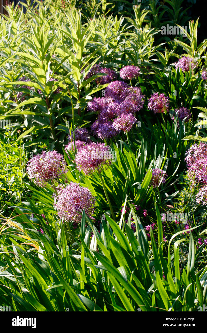 Allium cristophii AGM Stock Photo Alamy