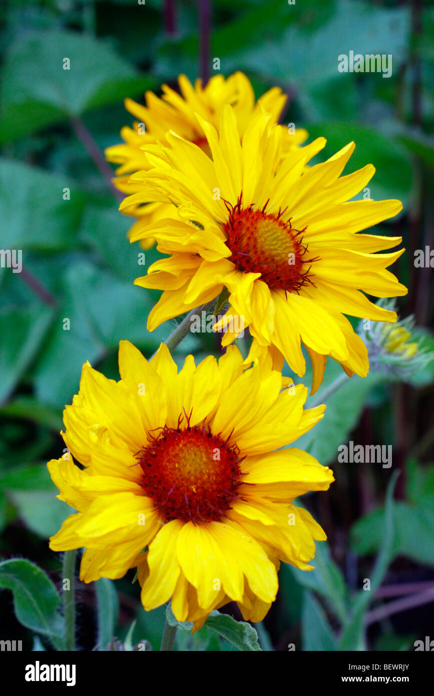 Gaillardia x grandiflora 'Amber Wheels' Stock Photo Alamy