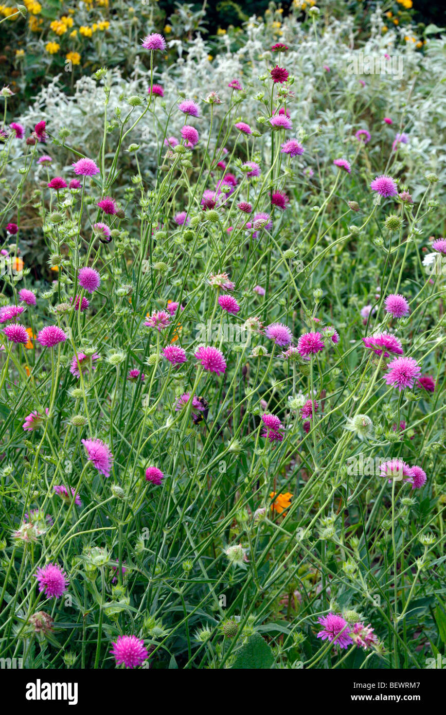 Knautia macedonica pink flowered form naturalised Stock Photo