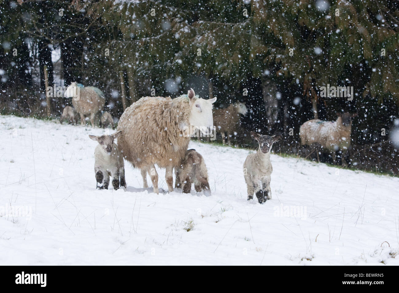 sheep with lambs facing hardship in spring snow Stock Photo