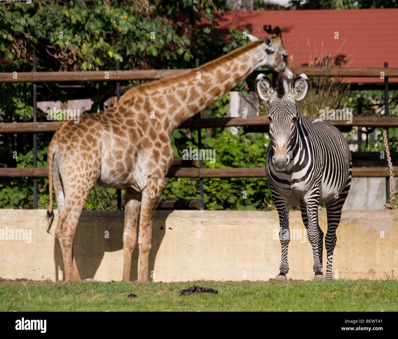 Giraffe zebra zoo hires stock photography and images Alamy