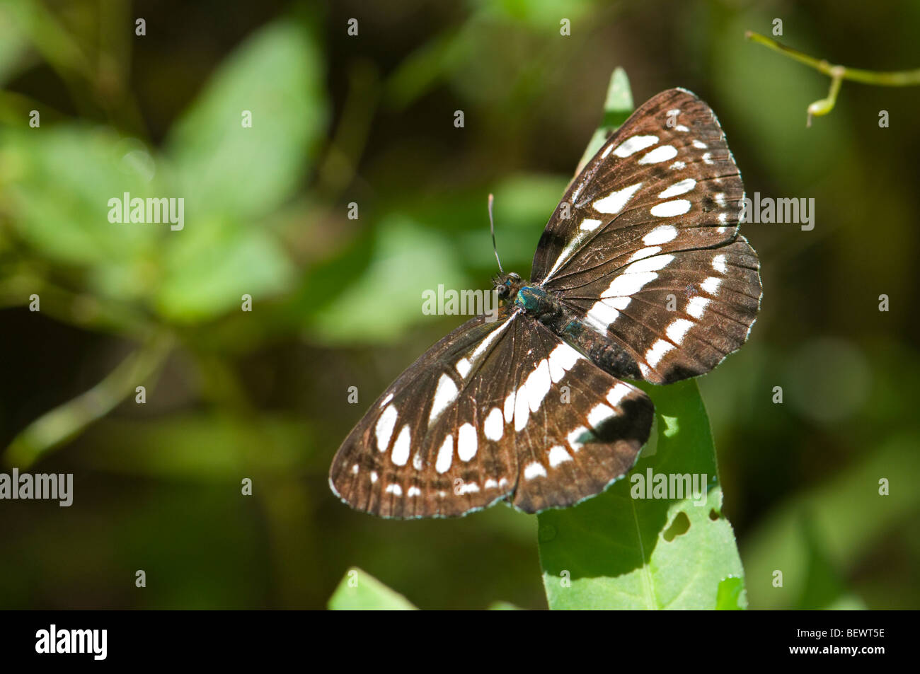 Common Glider Butterfly (Neptis sappho) forewing. Slovenia, July Stock