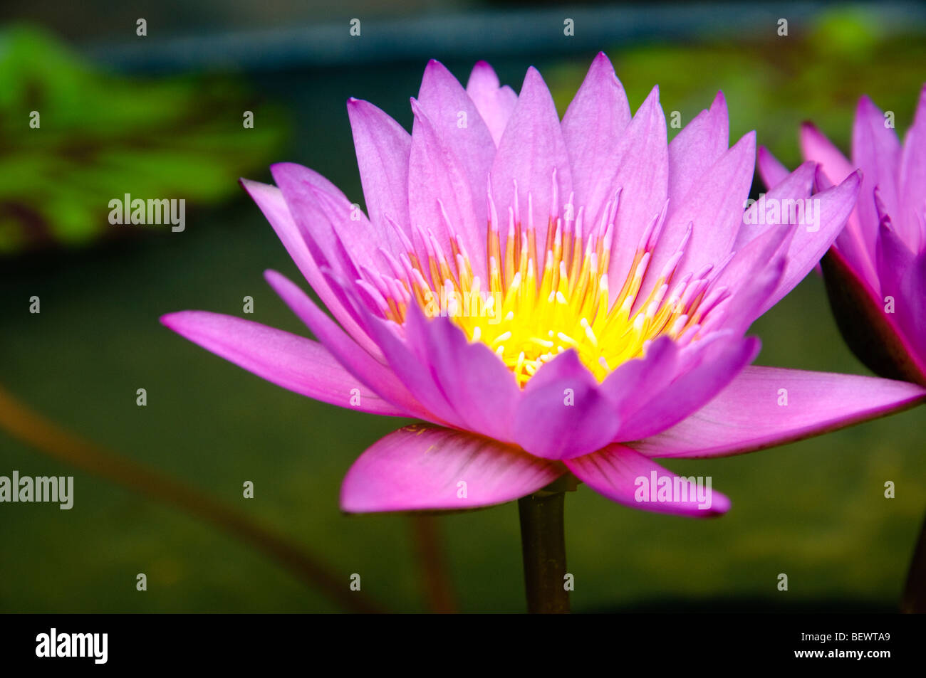 Buddha Lotus Flower High Resolution Stock Photography and Images Alamy