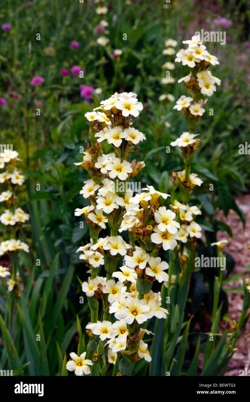 Pale Yellow Sisyrinchium Hi res Stock Photography And Images Alamy pale-yellow-sisyrinchium-hi-res-stock-photography-and-images-alamy