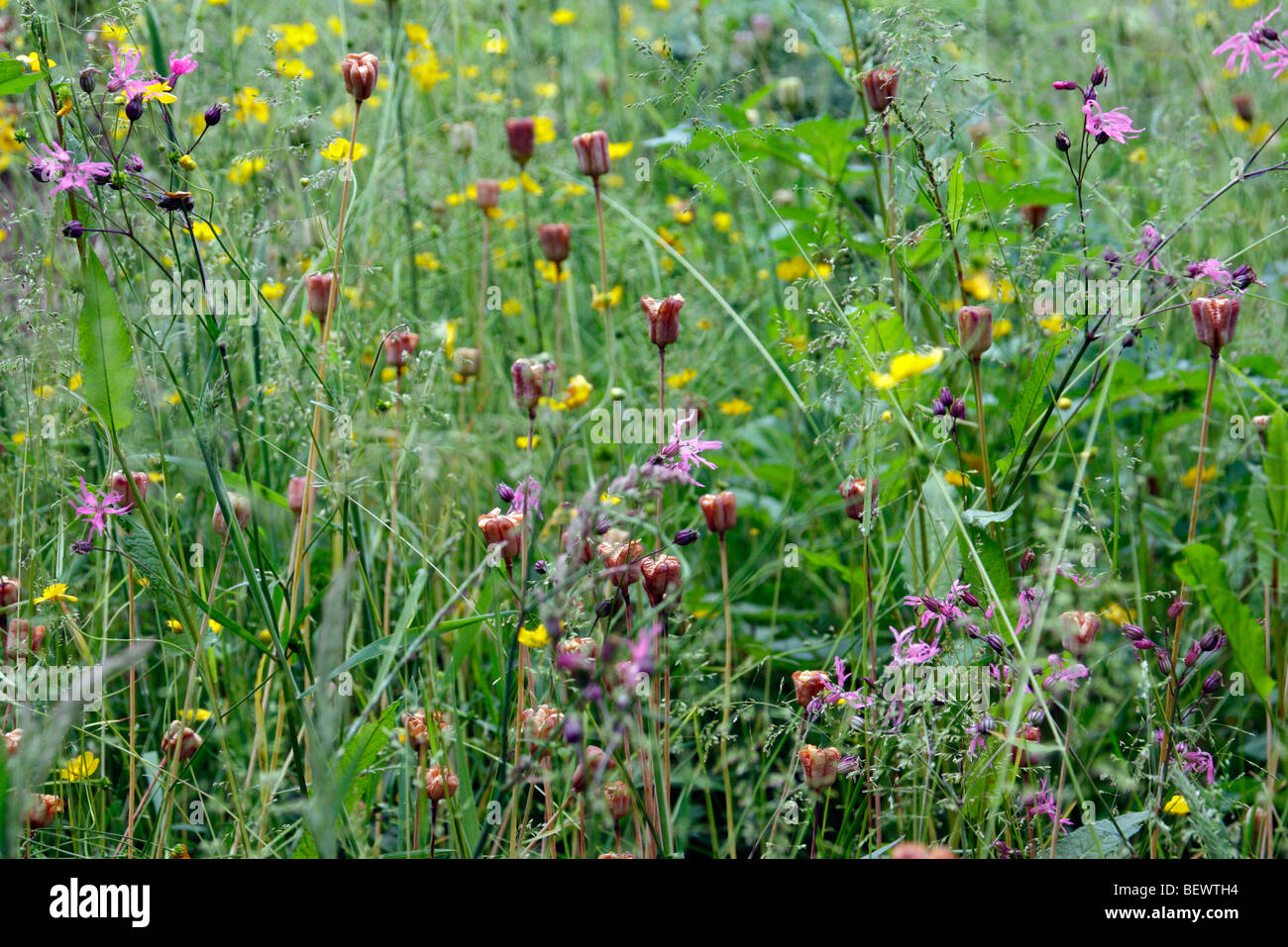 Ripe seedheads of Fritillaria meleagris - Snakeshead Fritillary Stock Photo