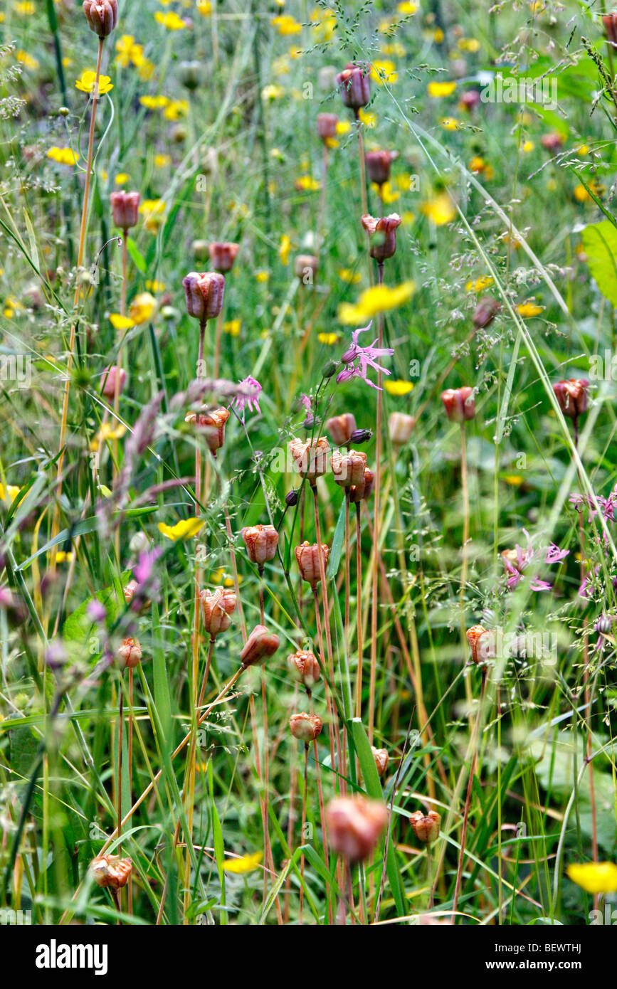 Ripe seedheads of Fritillaria meleagris - Snakeshead Fritillary Stock Photo