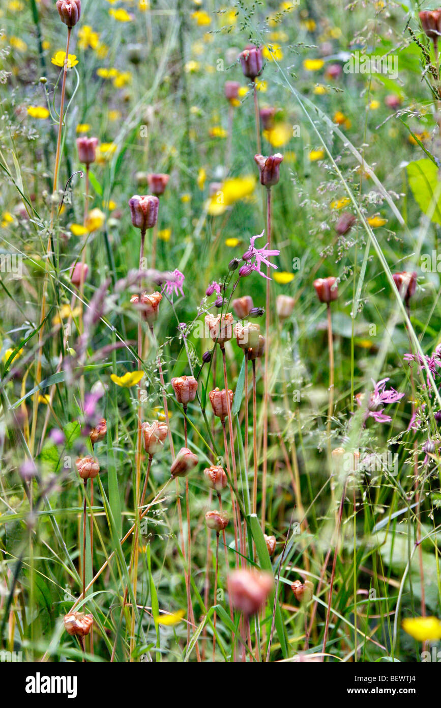 Ripe seedheads of Fritillaria meleagris - Snakeshead Fritillary Stock Photo