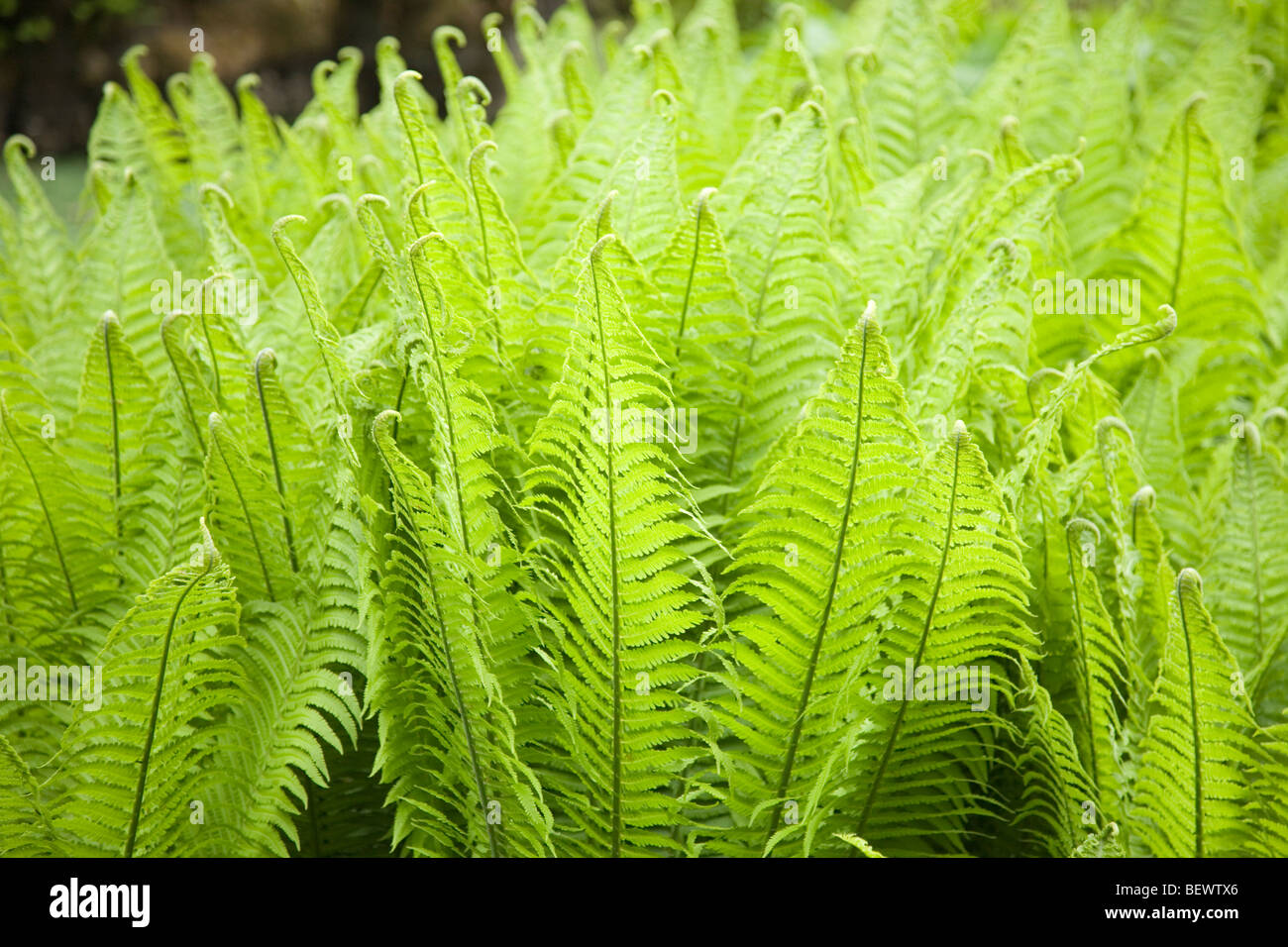 Rare ferns hi-res stock photography and images - Alamy