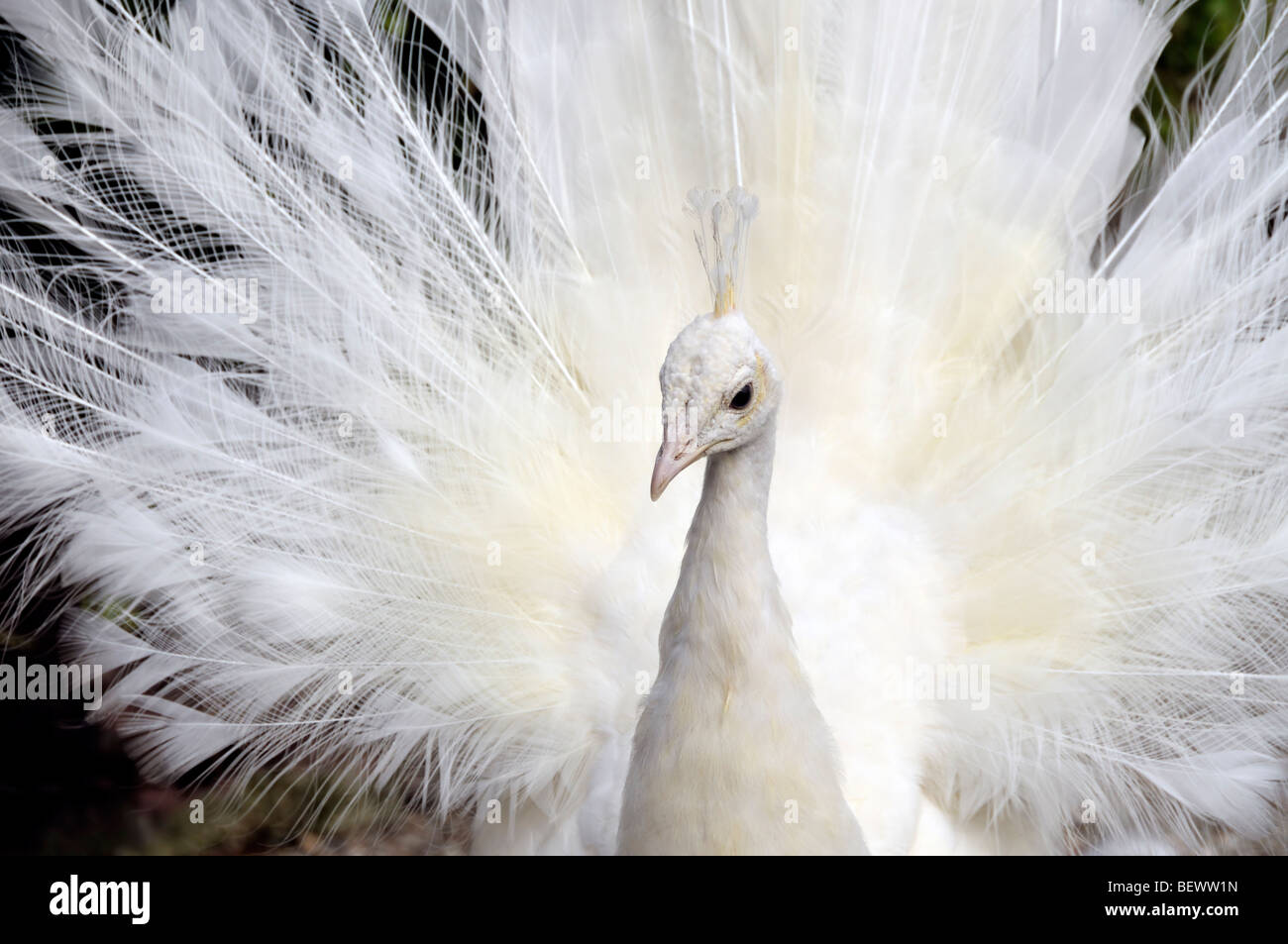 Rare white peacock hires stock photography and images Alamy
