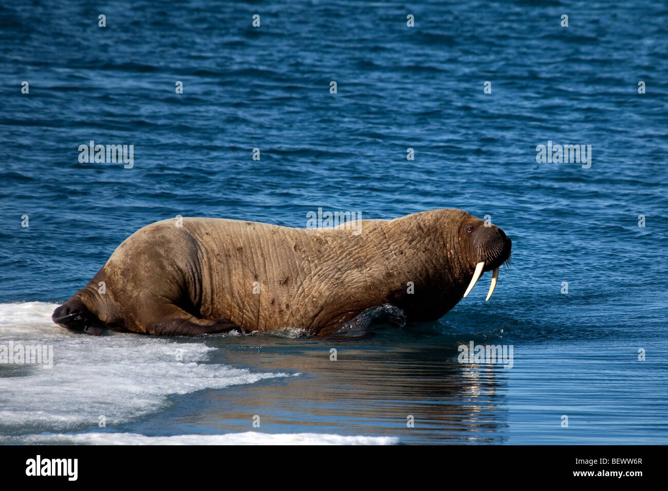 Walrus, Odobenus rosmarus, Kane Basin, Nares Strait, Greenland. Stock Photo