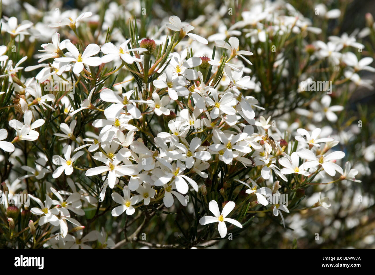 Wedding Bush, Cranbourne, Victoria, Australia Stock Photo