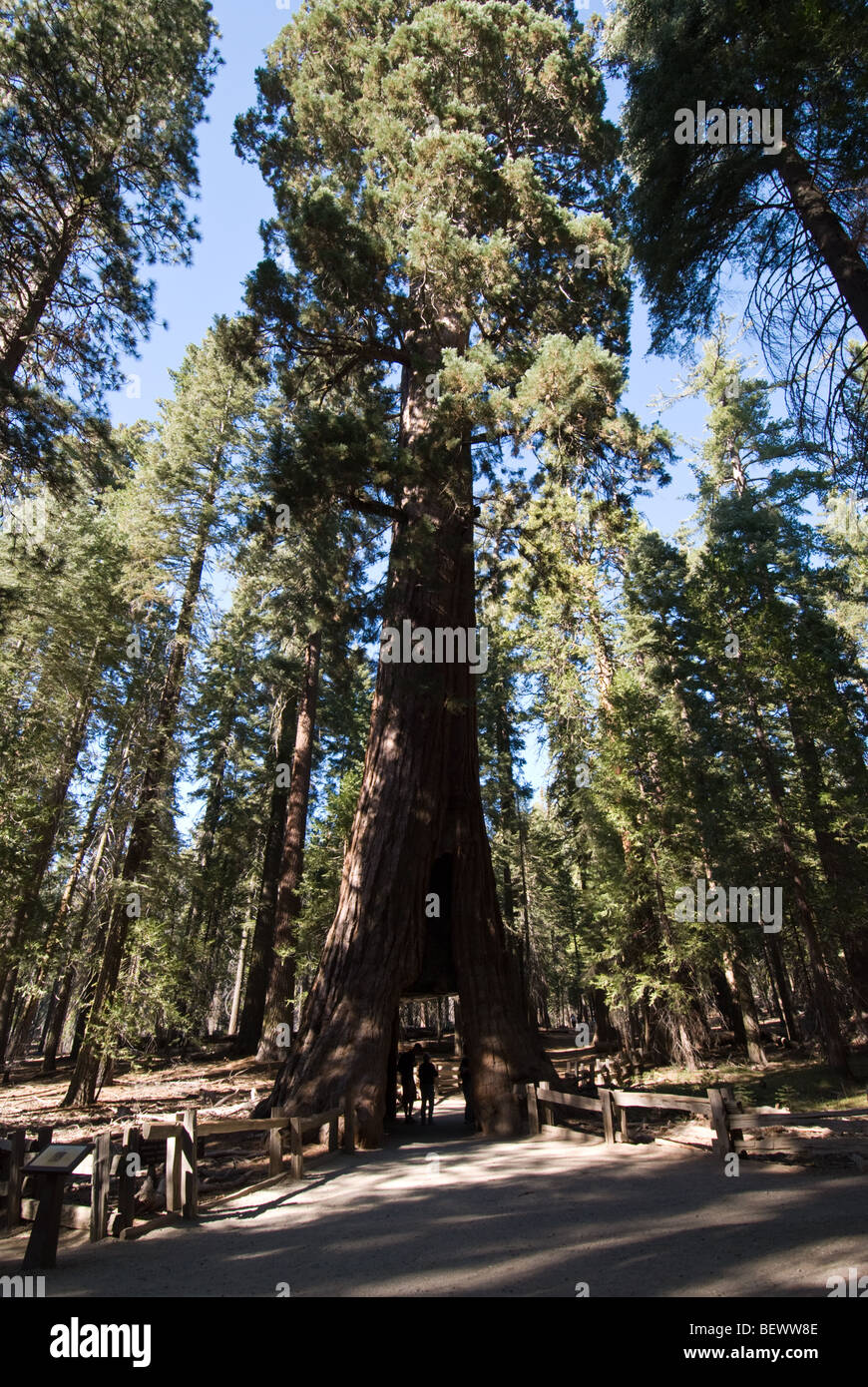 The 'California Tunnel Tree' in the Mariposa Grove of Yosemite National Park, California. Stock Photo
