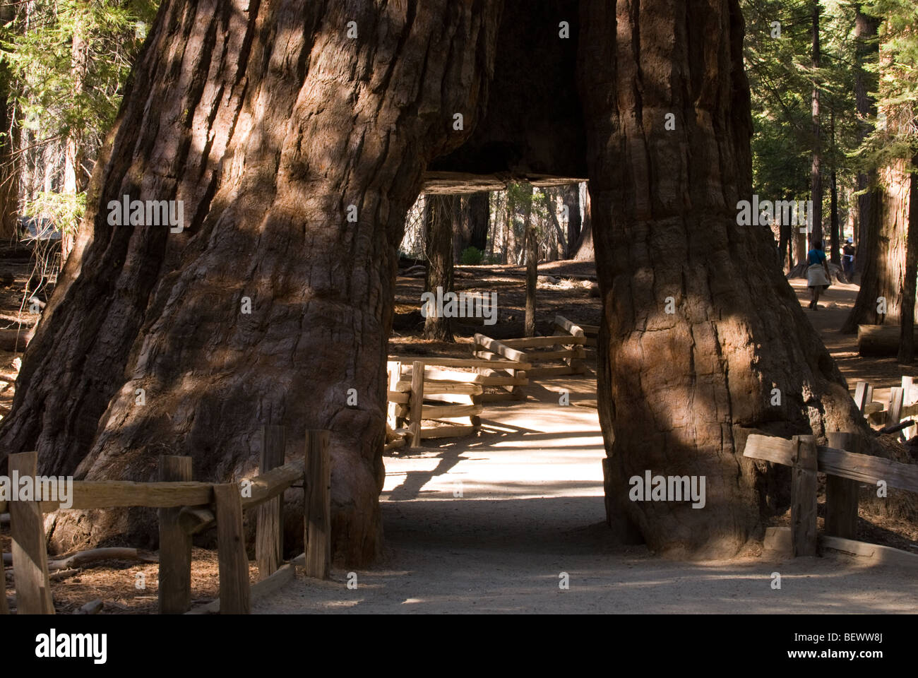 The 'California Tunnel Tree' in the Mariposa Grove of Yosemite National Park, California. Stock Photo