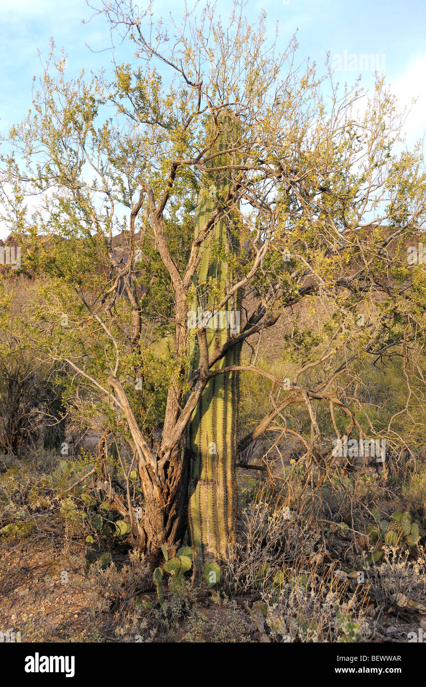 A young saguaro cactus (Carnegiea gigantea) is protected by an ironwood