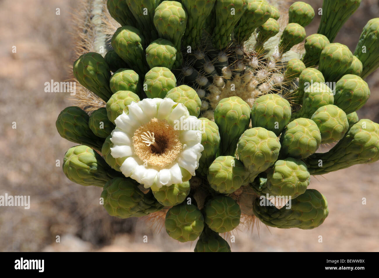 Saguaro cactus, carnegiea gigantea, of the Sonoran Desert in bloom in Tucson, Arizona, USA. Stock Photo