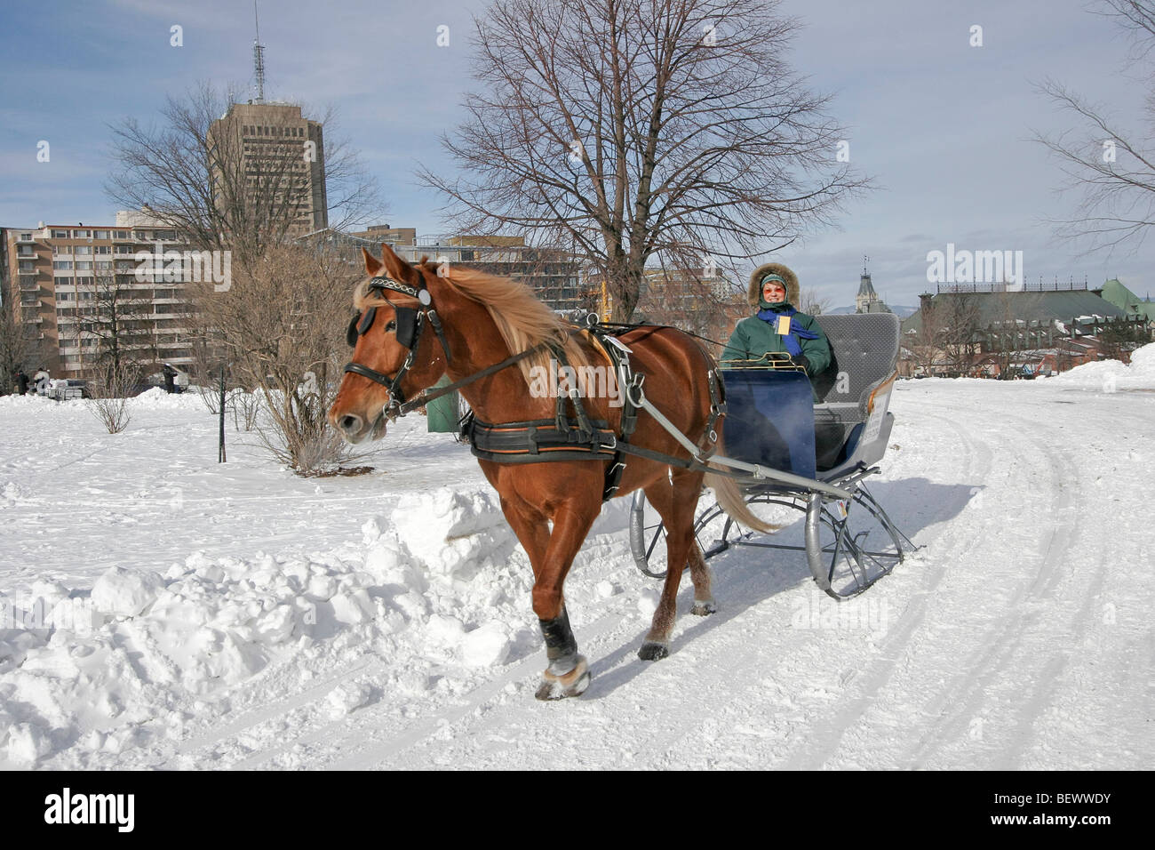 Sleigh ride at snow play area, Quebec Winter Carnival. Quebec City