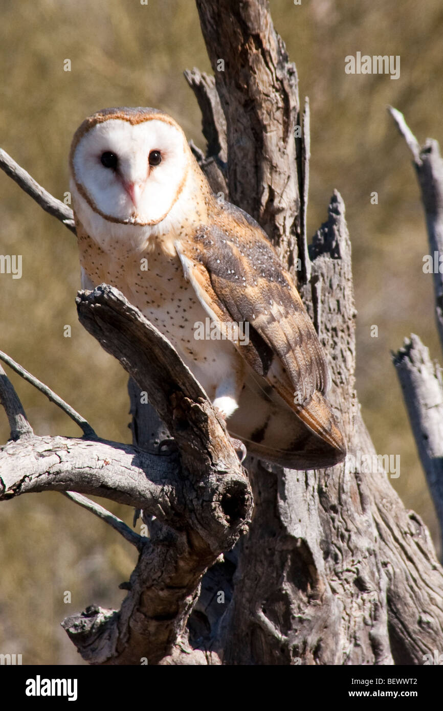 Barn Owl perched on a limb in the Sonoran Desert Stock Photo Alamy