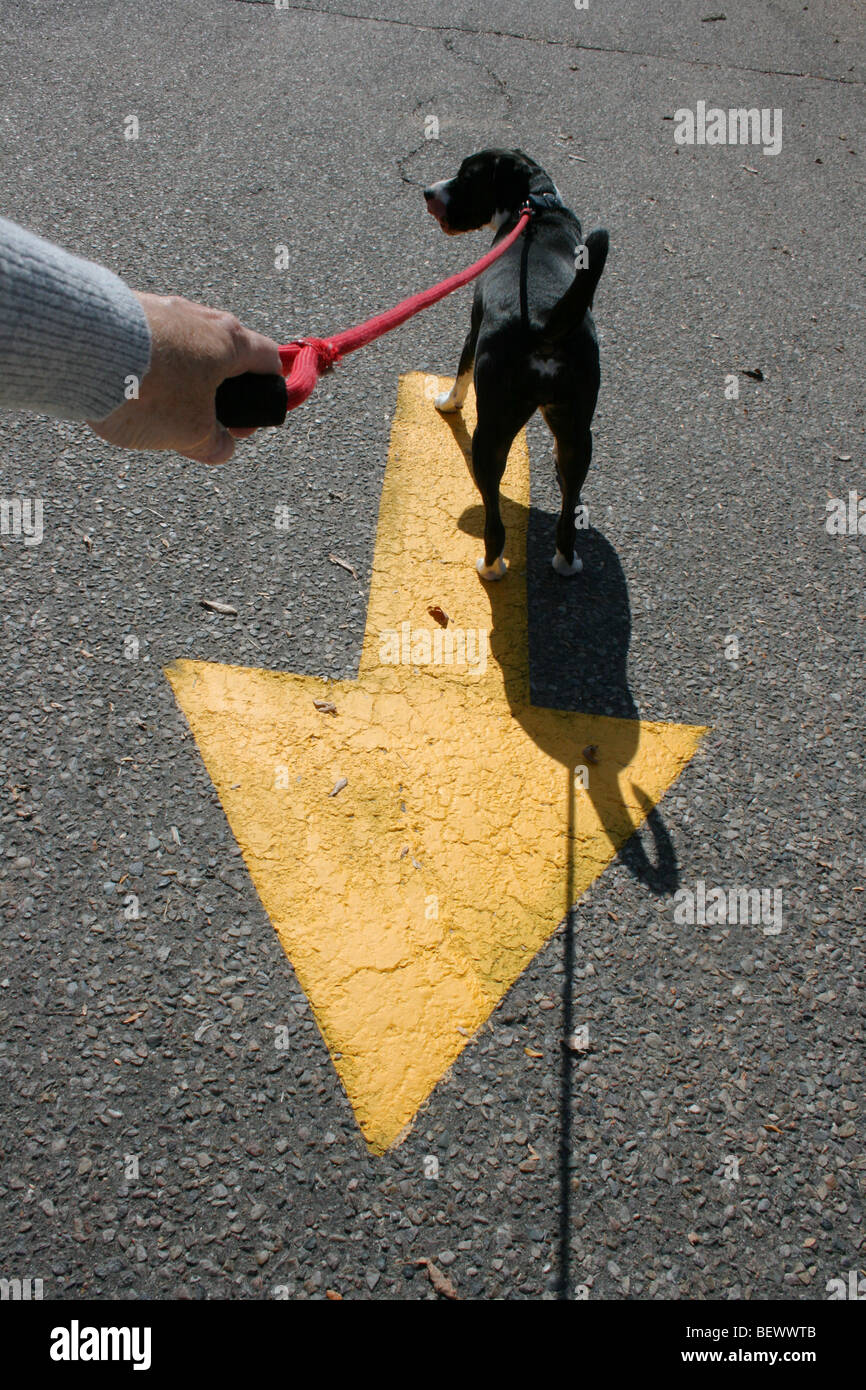 dog going the wrong way Stock Photo
