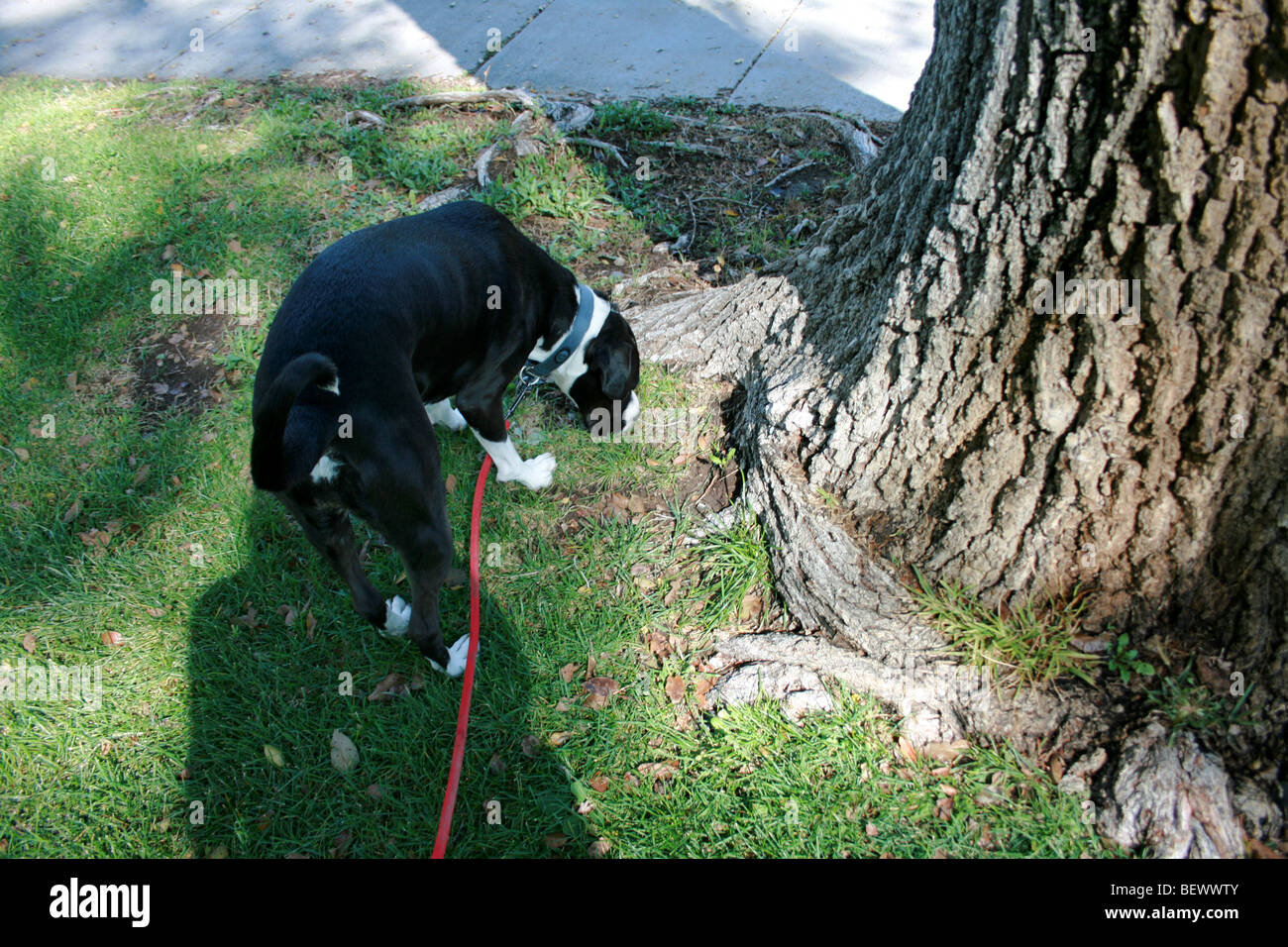 a dog on a leash sniffs the base of a tree at a public park Stock Photo
