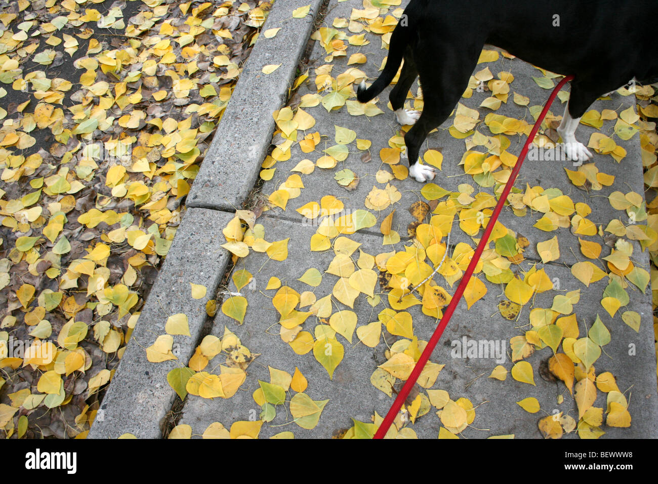 a dog on a leash standing on yellow cottonwood leaves, sidewalk Stock Photo