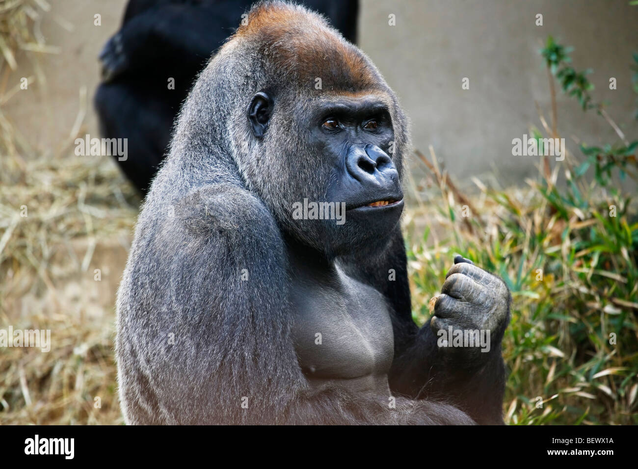 Silverback Gorilla Forming A Fist At Local Zoo Stock Photo - Alamy