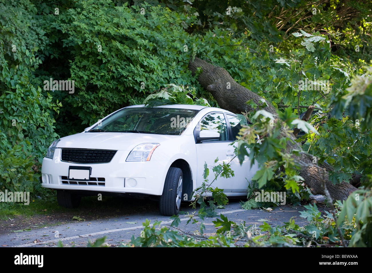 accident with tree Stock Photo