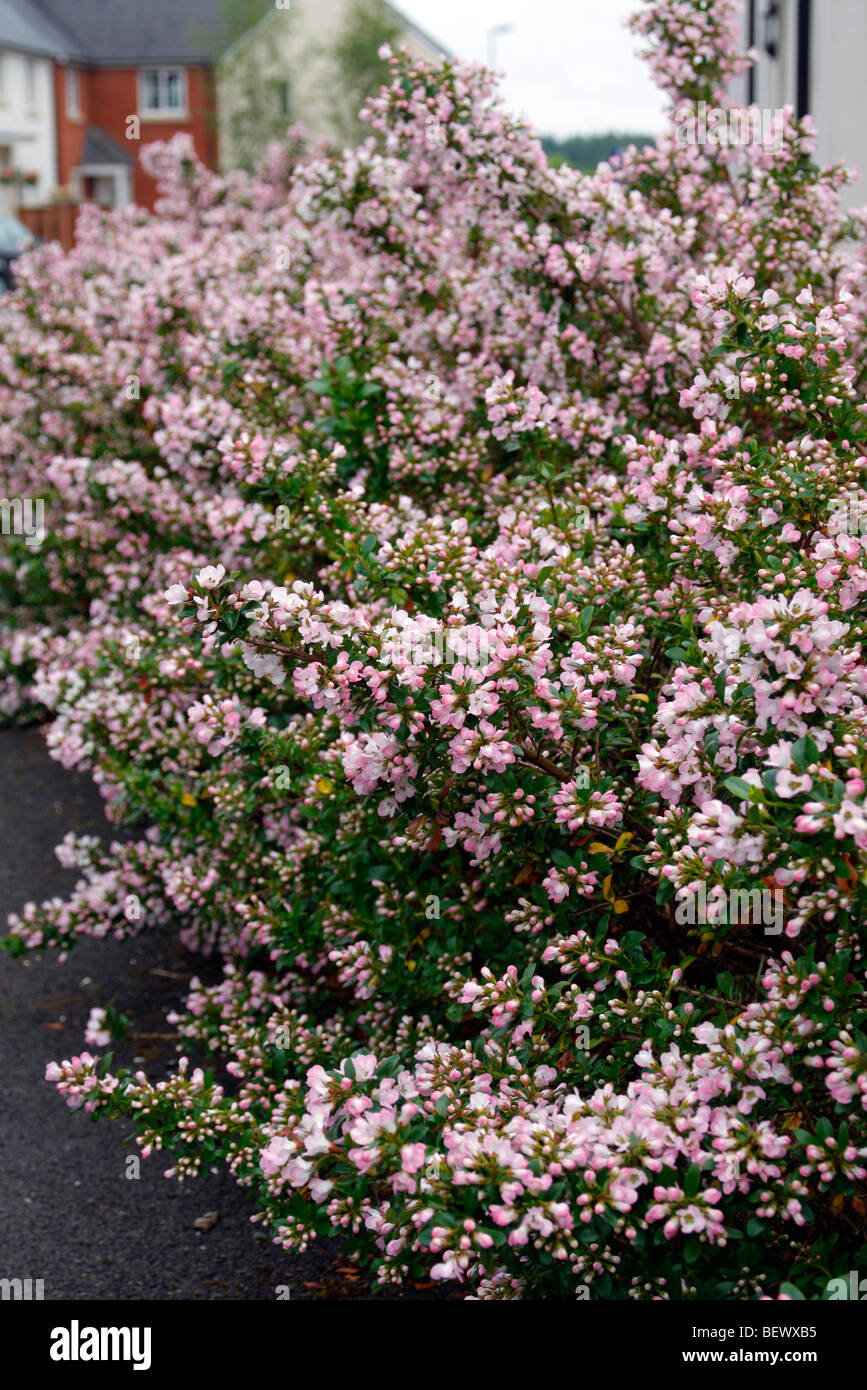 Escallonia 'Apple Blossom' used as hedging Stock Photo