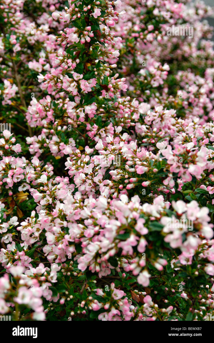 Escallonia 'Apple Blossom' used as hedging Stock Photo