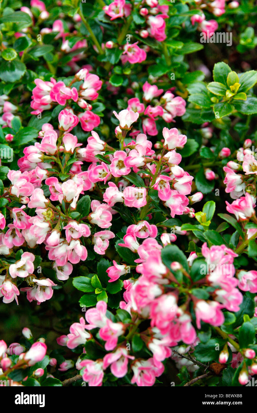 Escallonia 'Peach Blossom' used as hedging Stock Photo