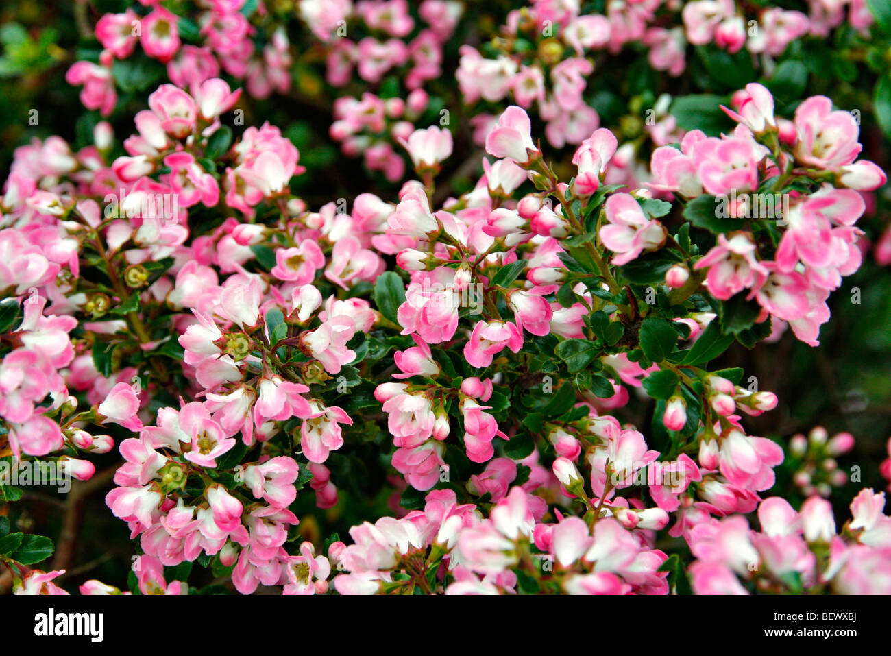 Escallonia 'Peach Blossom' used as hedging Stock Photo