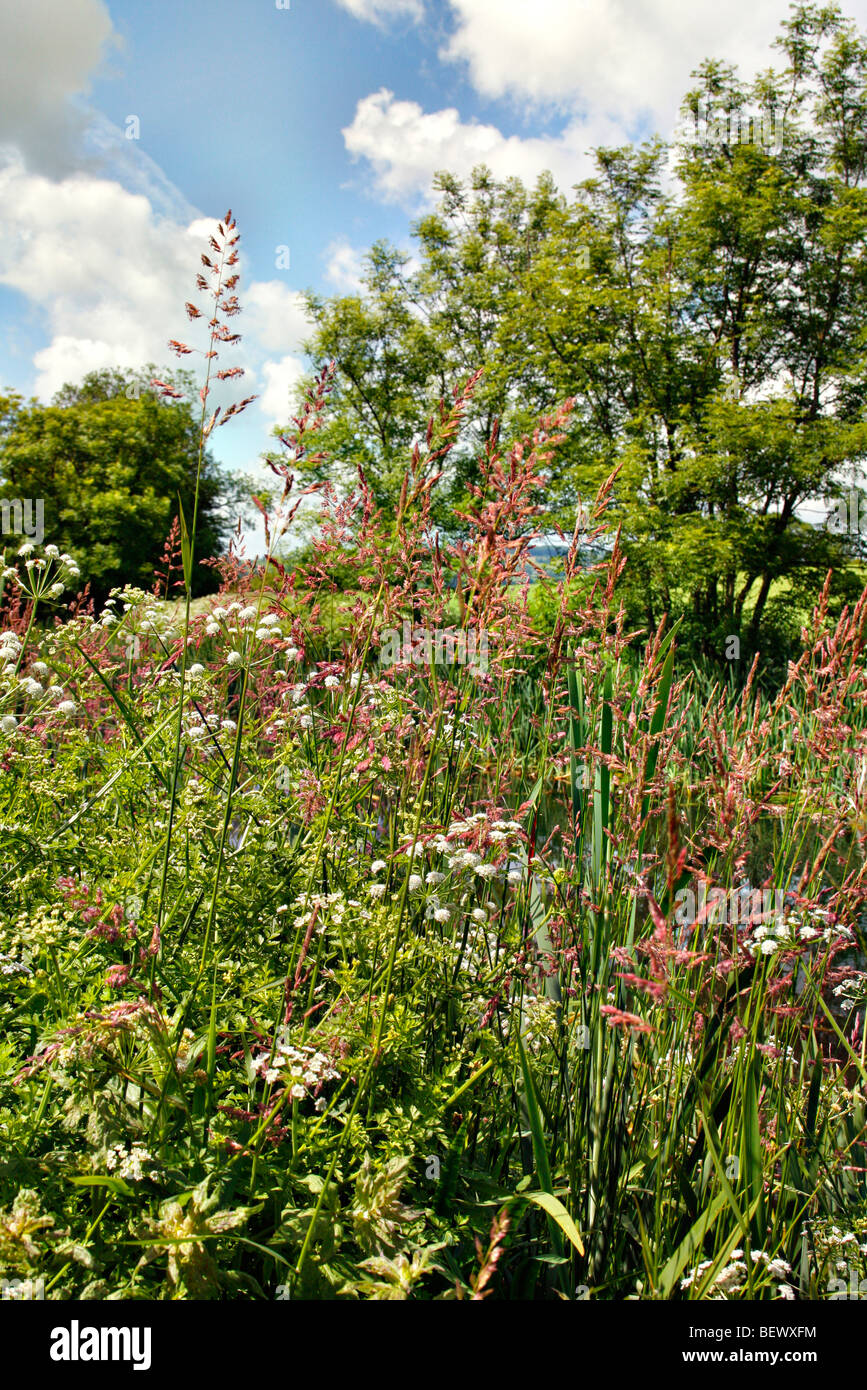 Reed Sweet grass (Glyceria maxima) and Hemlock Water Dropwort (Oenanthe crocata) on the banks of the Grand Western Canal, Devon Stock Photo