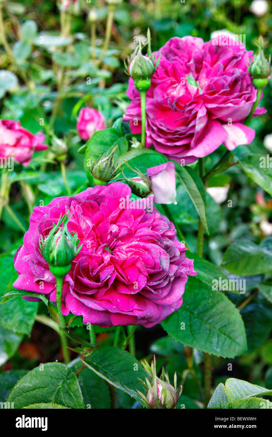 Rosa 'Duc de Guiche' AGM Gallica Rose Stock Photo - Alamy