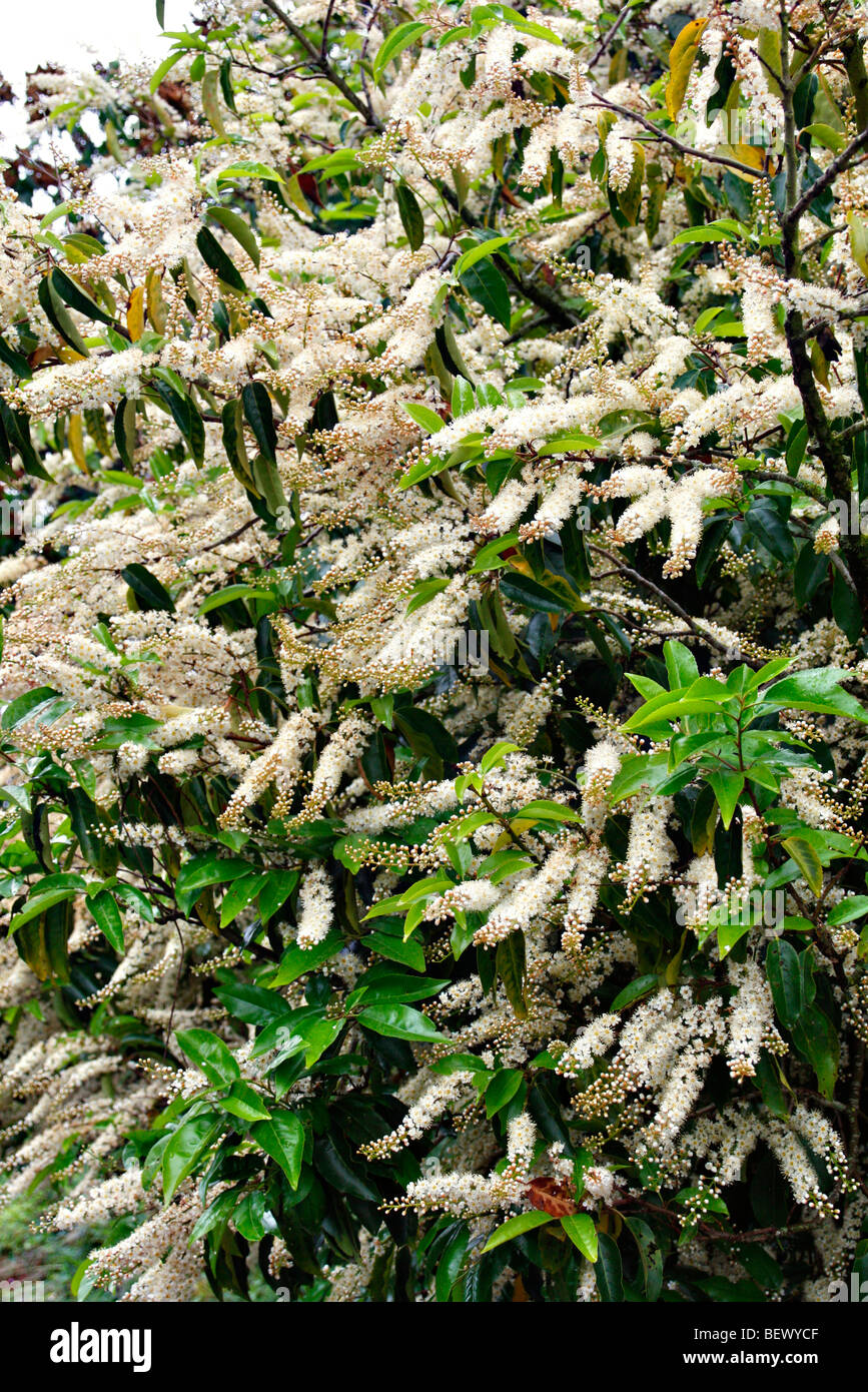 Prunus lusitanica - Portugese Laurel Stock Photo