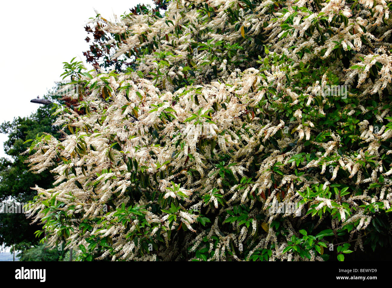 Prunus lusitanica - Portugese Laurel Stock Photo