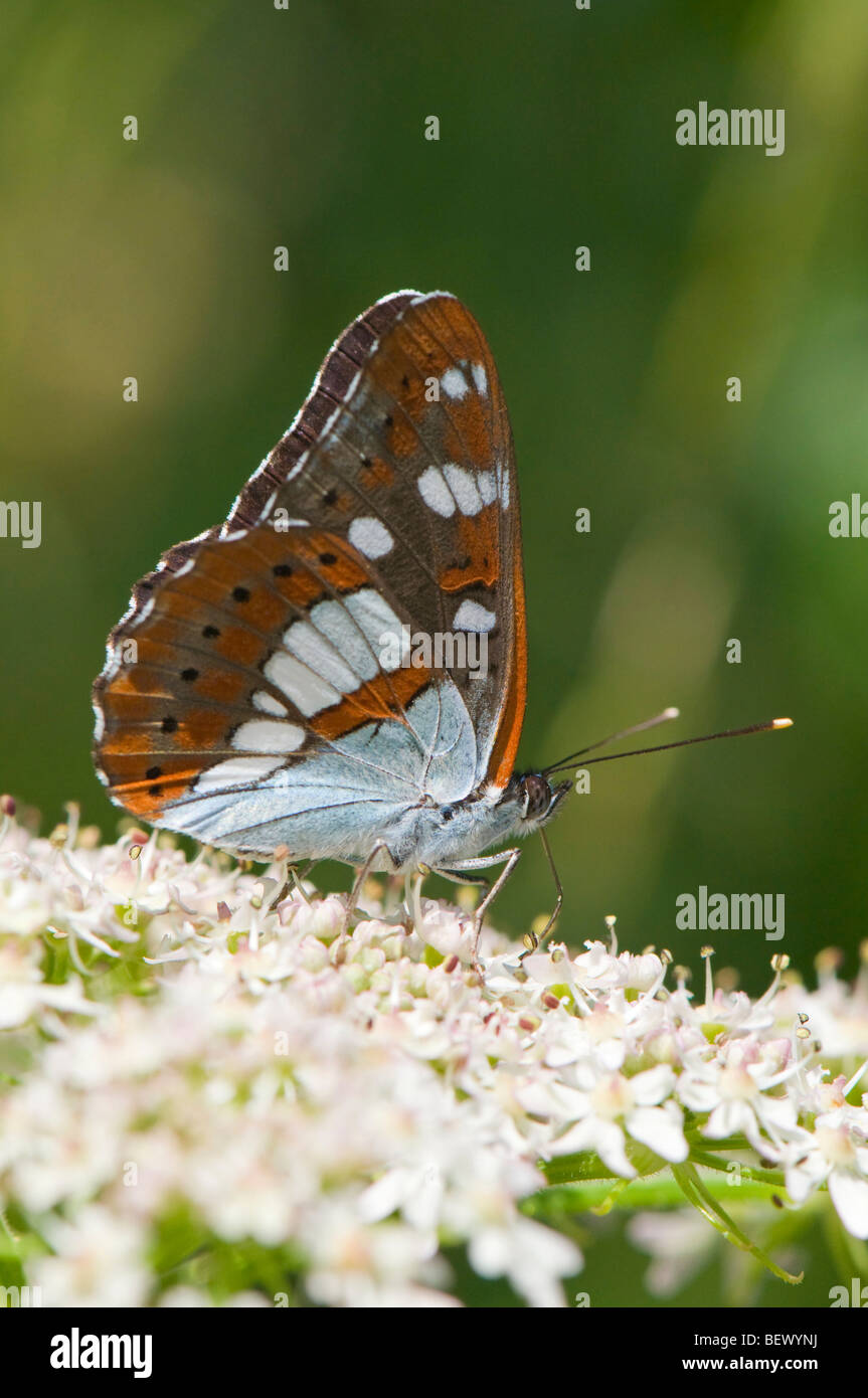 Southern White Admiral butterfly (Limenitis reducta) underwing. Slovenia, July. Stock Photo