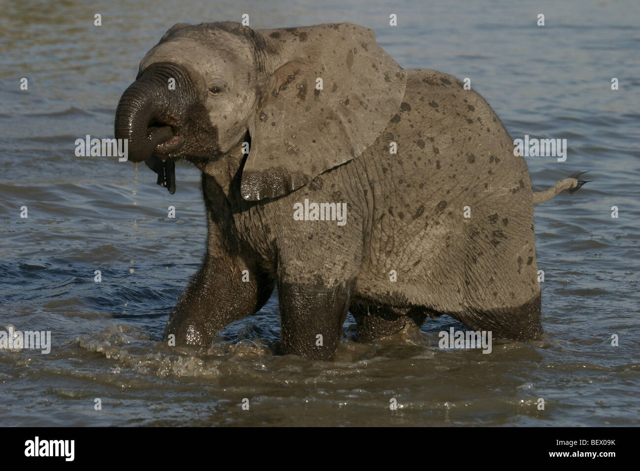African elephant drinking in Hwange National Park, Zimbabwe. Stock Photo