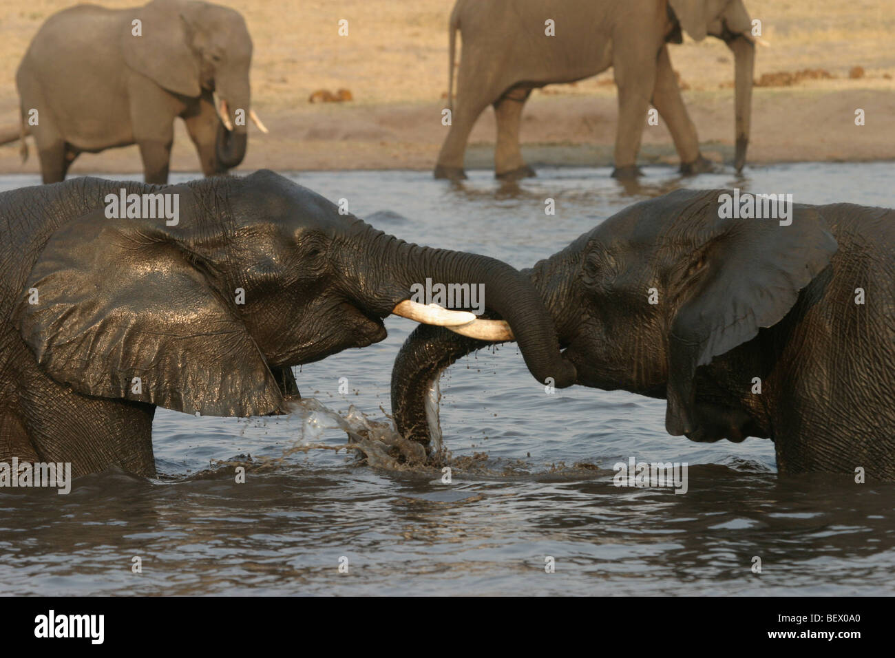 African elephants playing in water. Hwange National Park, Zimbabwe. Stock Photo