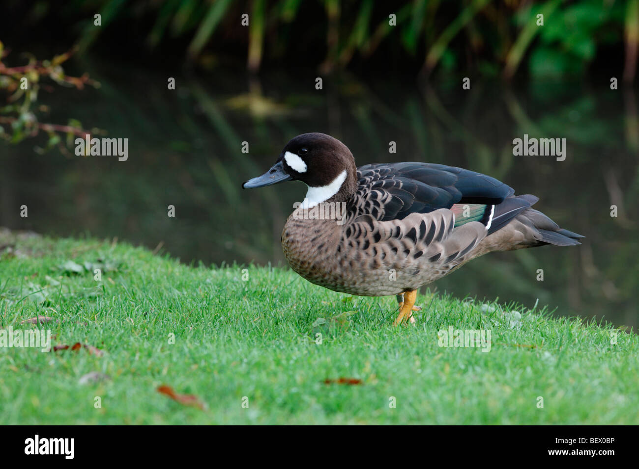 Bronze winged duck hires stock photography and images Alamy