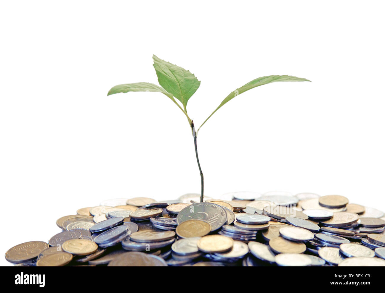 green sprout growing from heaps of money Stock Photo Alamy