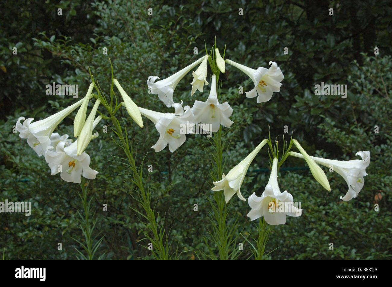 White Easter lilies at Duke Gardens, Durham, North Carolina, USA Stock Photo