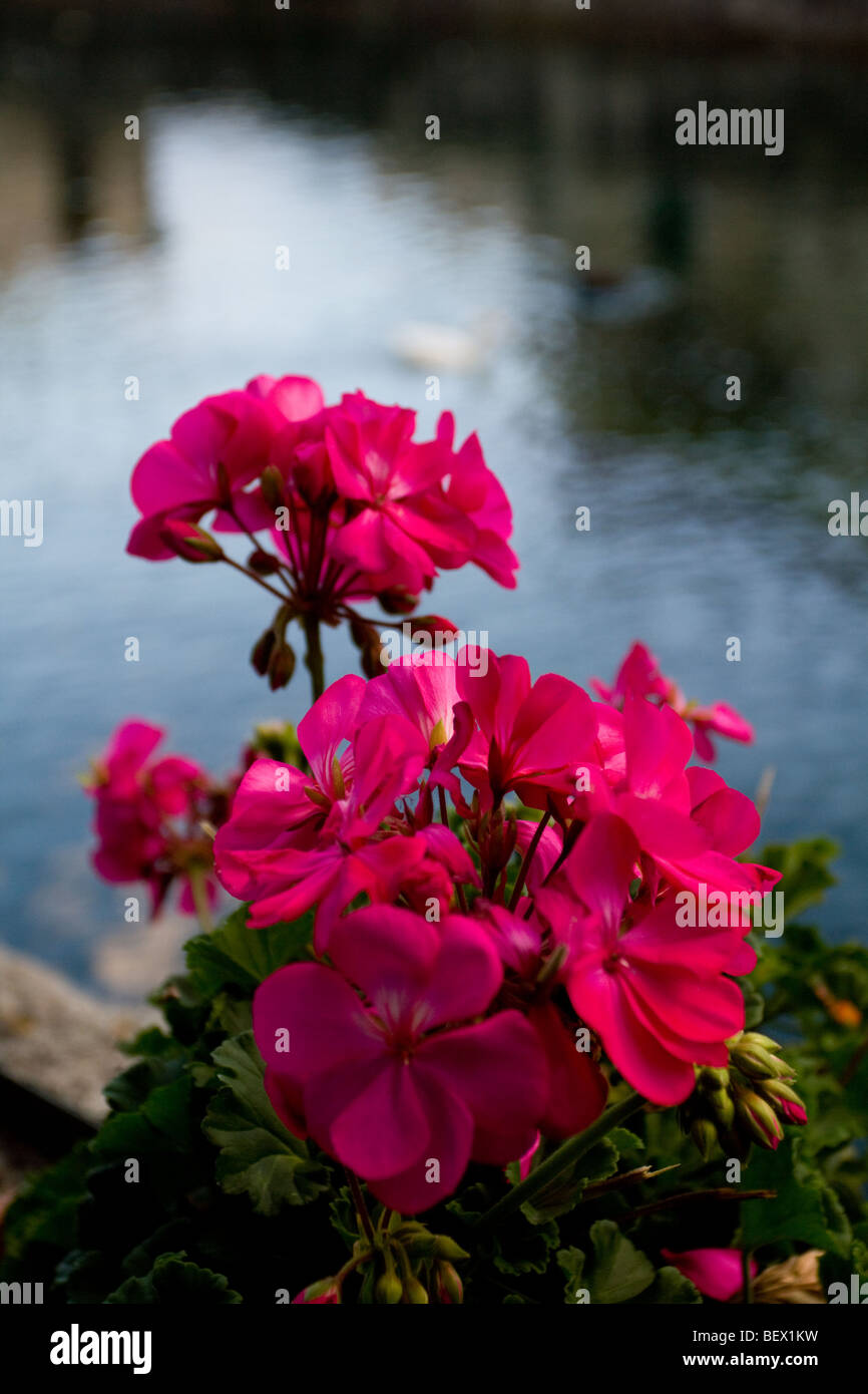 flowers, water, geraniums Stock Photo Alamy