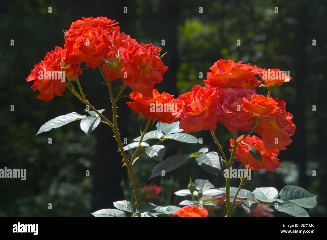 Red roses in sunshine, at Duke Gardens, Durham, North Carolina, USA Stock Photo