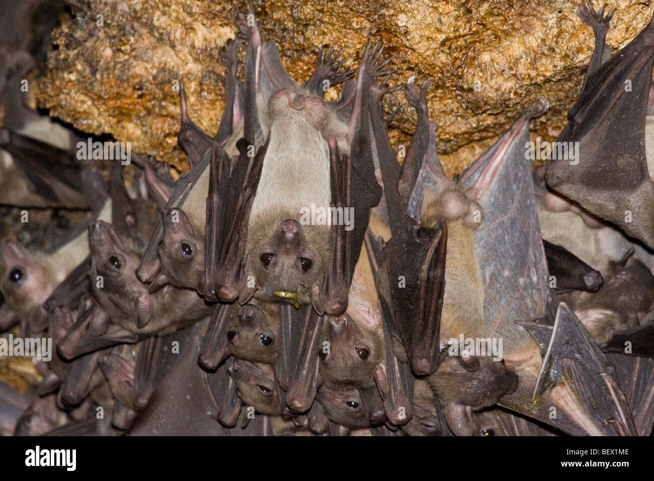 Bats in python cave - Uganda Stock Photo
