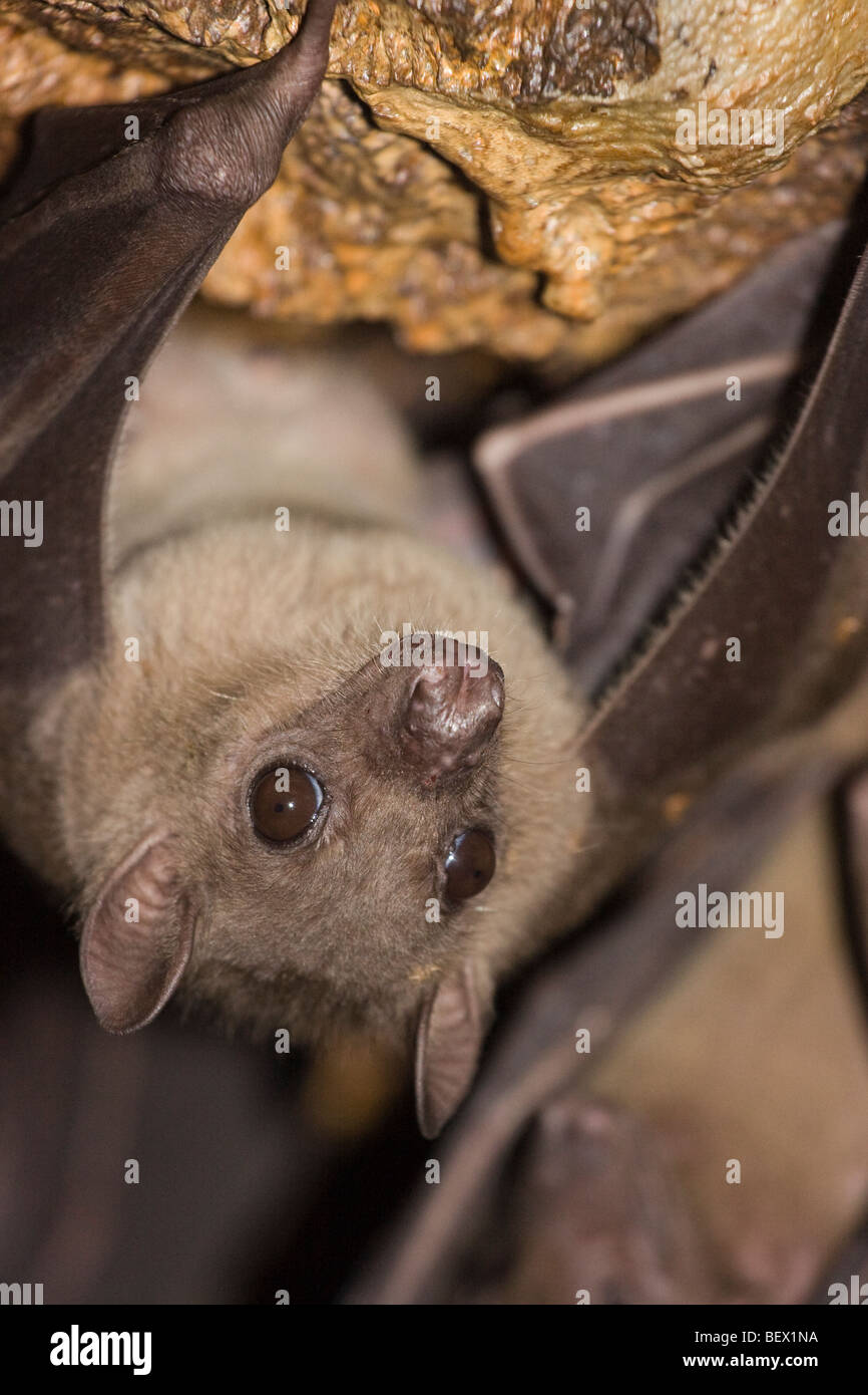 Bats in python cave - Uganda Stock Photo