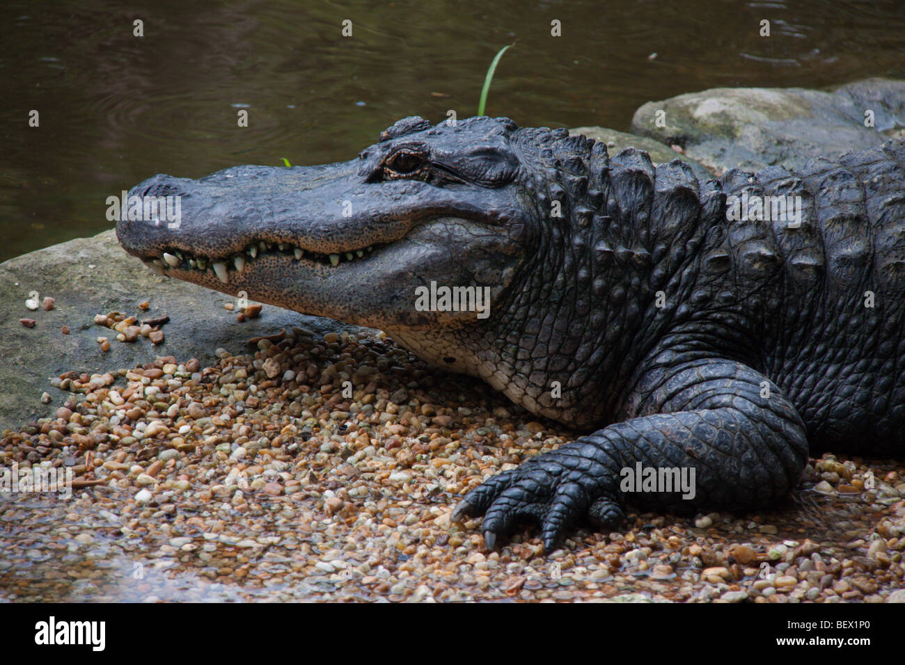 American alligator, Homosassa, Florida, USA Stock Photo