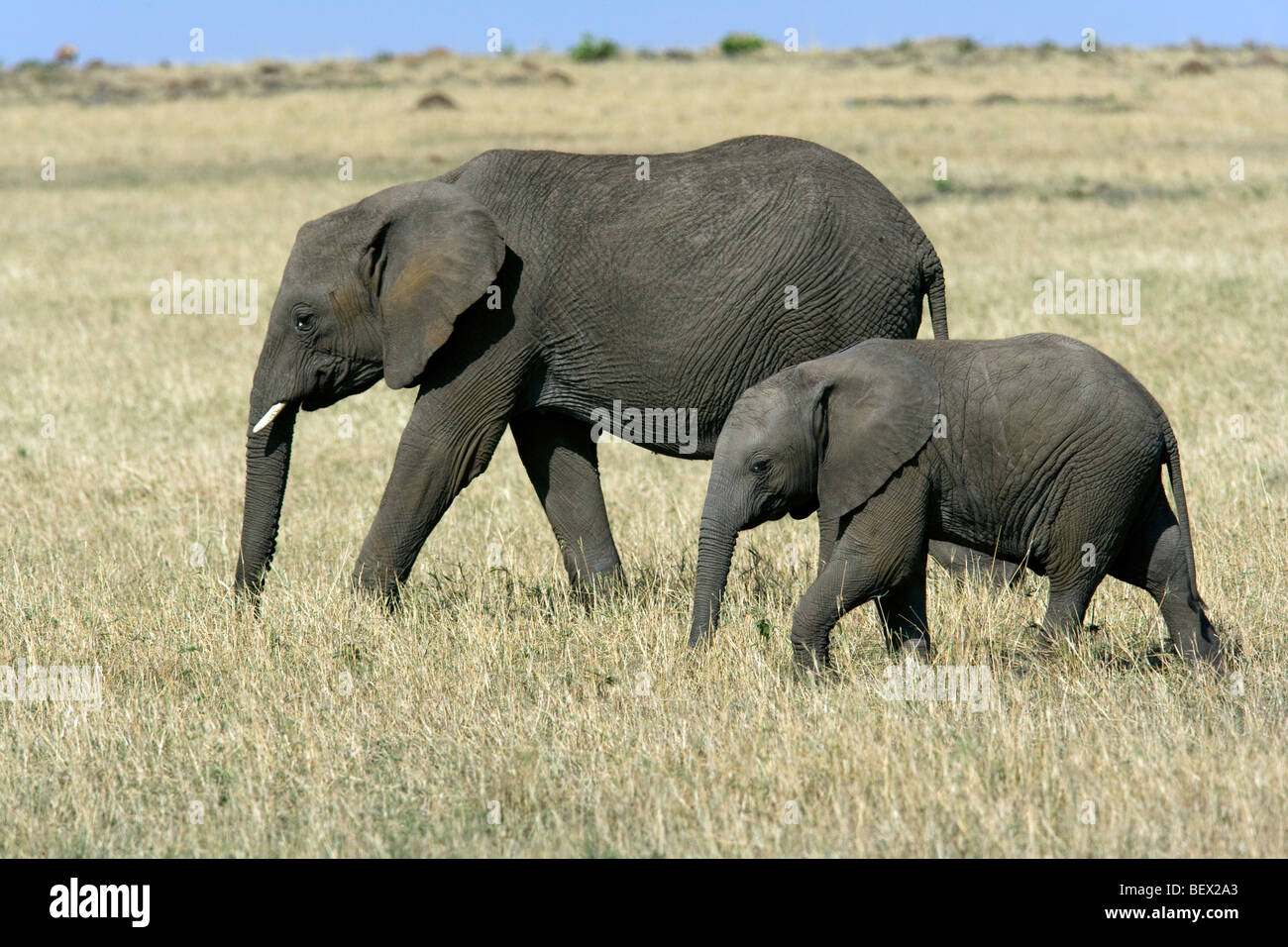 African Elephant with young - Masai Mara National Reserve, Kenya Stock Photo