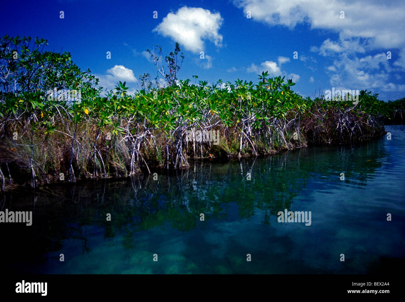 mangrove, mangroves, mangrove stand, wetland, wetlands, wildlife